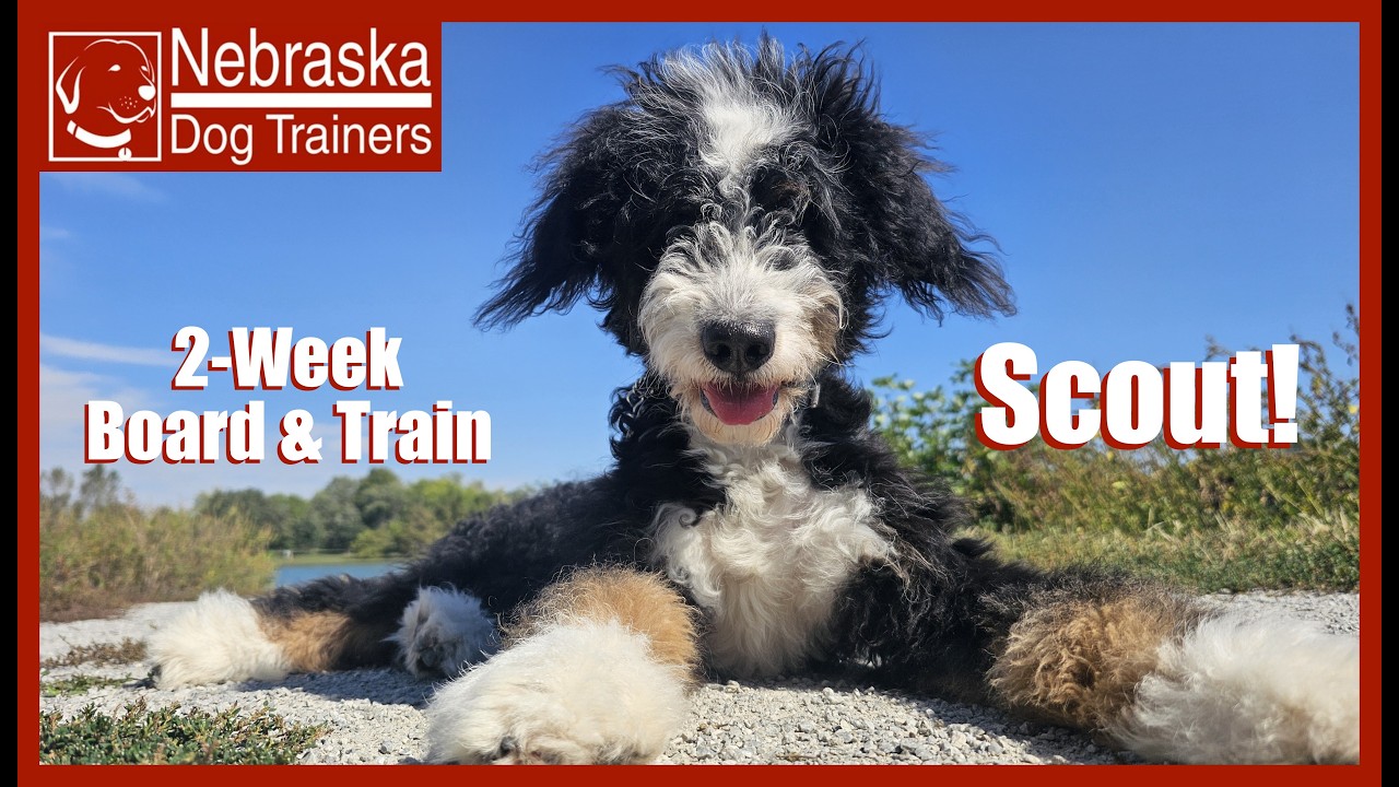 Scout | 8MO Mini Bernedoodle | Off Leash Reliable Dog Training, Nebraska Dog Trainers