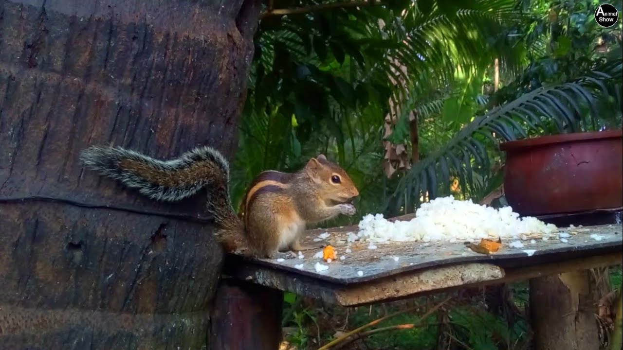 Adorable Squirrel Eating Rice | Forest Wildlife Moments