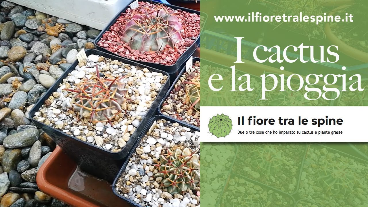 Bagnare i cactus: piante sotto la pioggia