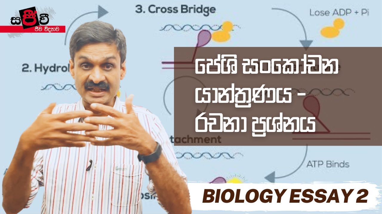 A/L Biology Essay & Marking පේශි සංකෝචන යාන්ත්‍රණය - රචනා ප්‍රශ්න සහ පිළිතුර 2 සර්පන සූත්‍රිකා වාදය