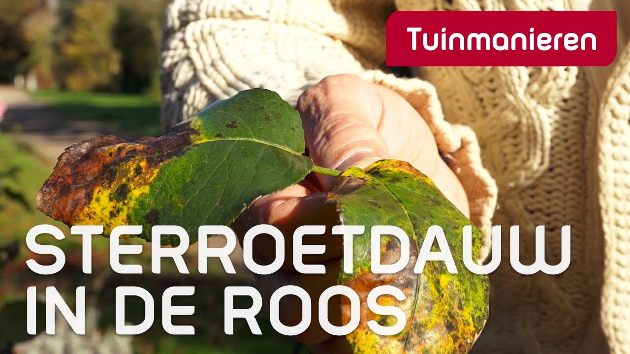 Vlekken op de roos, ster roetdauw| ziektes en plagen | Tuinmanieren