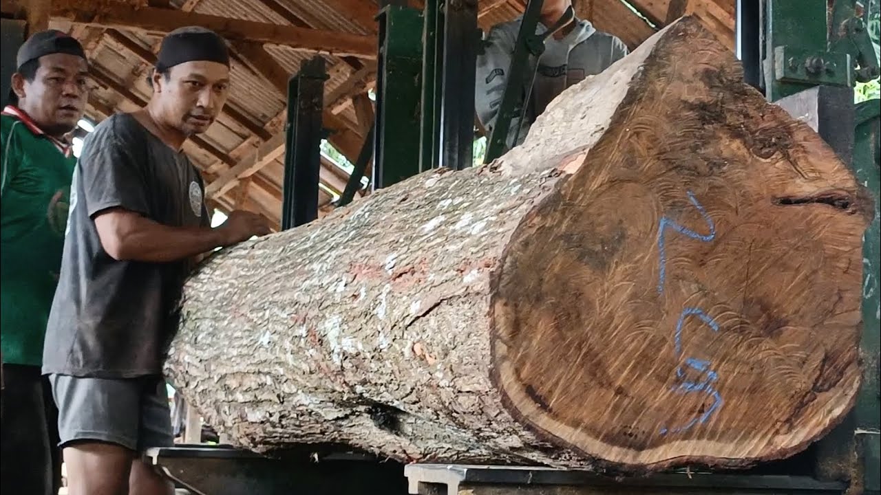 Acacia trees are felled, sawn in sawmills and cut into extraordinary furniture materials