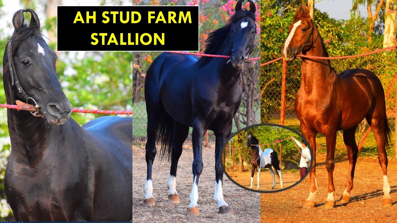 AH STUD FARM ALL STALLION || क्या रिंग का स्टैलियन और ब्रीडिंग का स्टैलियन अलग - अलग होता हैं ?