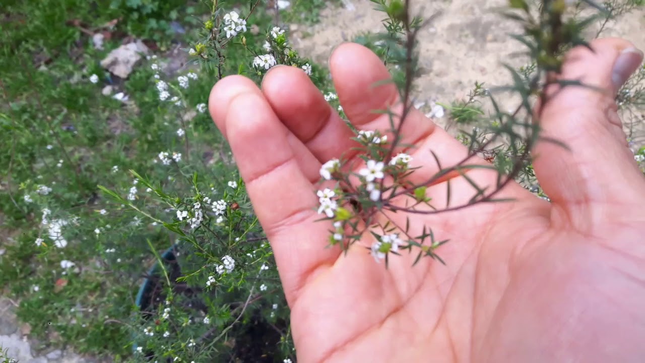 DIOS-ME, DIOSMA, ALIENTO DEL CIELO BLANCO, PROPIEDADES MÁGICAS PARA DINEIROS