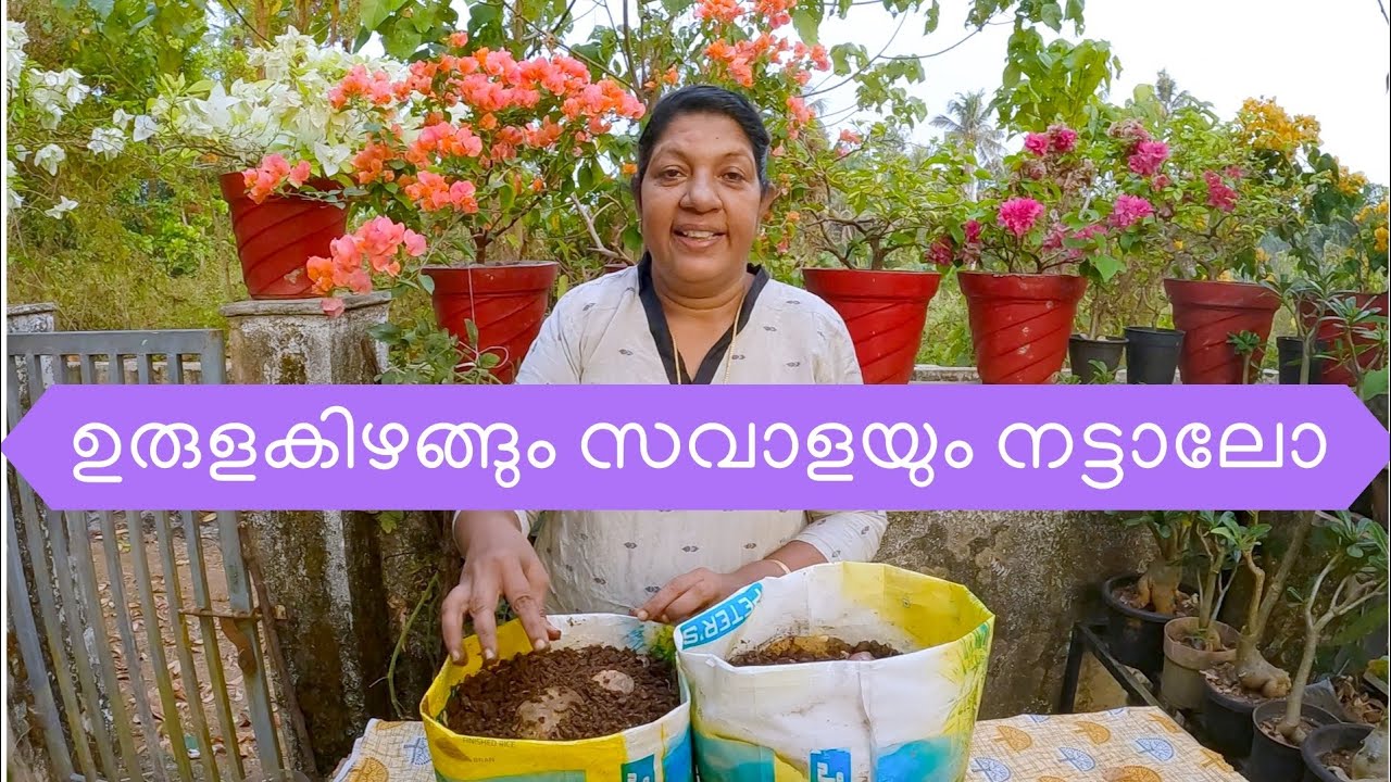 ഉരുളകിഴങ്ങും സവാളയും നട്ടാലോ 