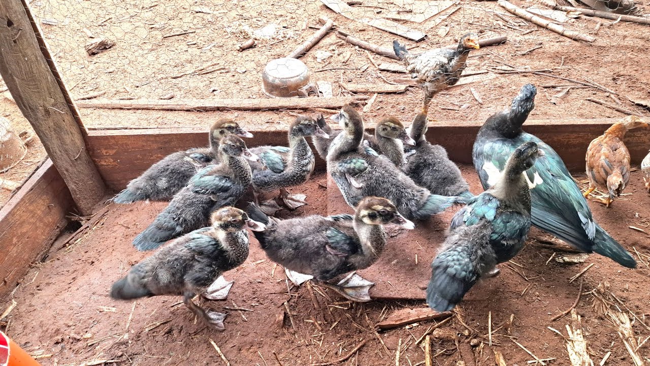 Nossos frango caipira e os Patos 