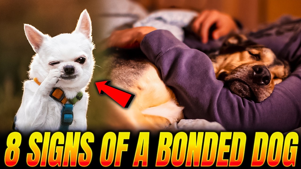 Your Dog Is Deeply Bonded to You If You Notice The