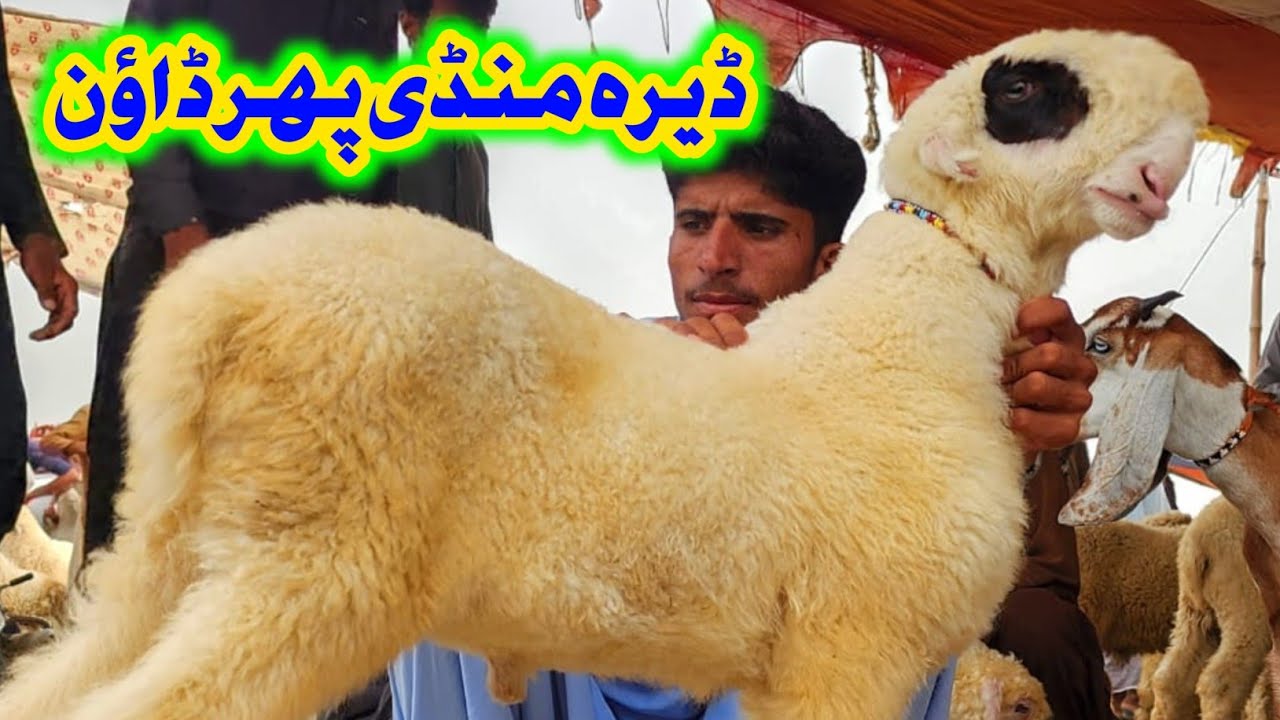 ڈیرہ غازی خان کی ہفتہ وار مندرہ منڈی پھر ڈاؤن وپاری پریشان ویلیج گوٹ فارم  (2026۔03۔07)