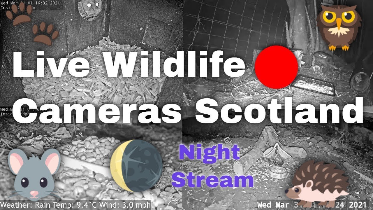 Night Live Stream 🌚 from 18th/19th | Wildlife Cameras Scotland UK from Scottish Wildlife Garden