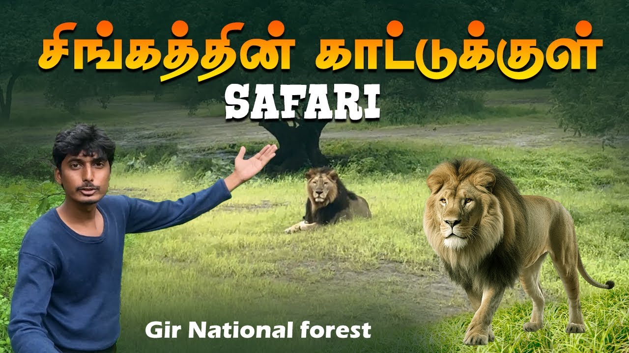 🦁குஜராத்தின் சிங்கம் இருக்கும் காடு - Gir National Park | Sasan Gir | IMAX MEDIA