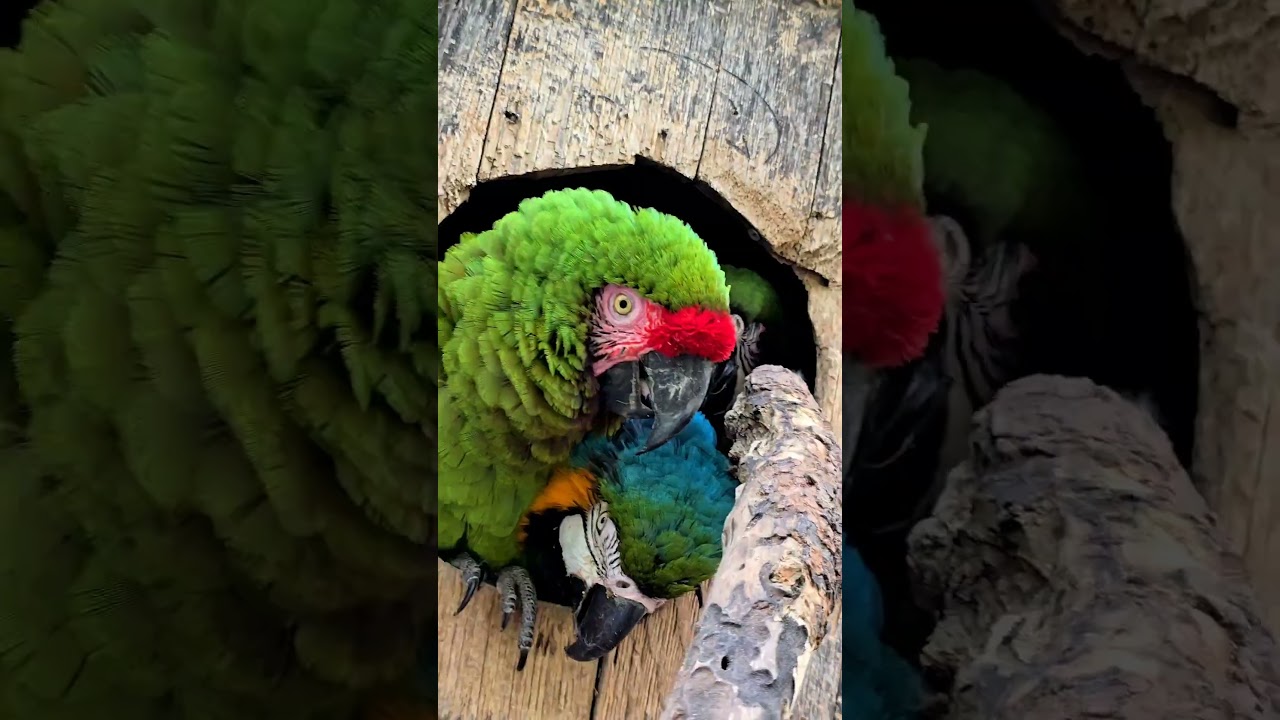 Bird Sanctuary Please follow us to help #tropicalavianoasisandrescue #helpforbirds #birdsanctuary