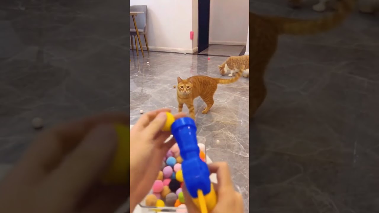 Cats World 2 #funny #petshub #viralvideo #cute 