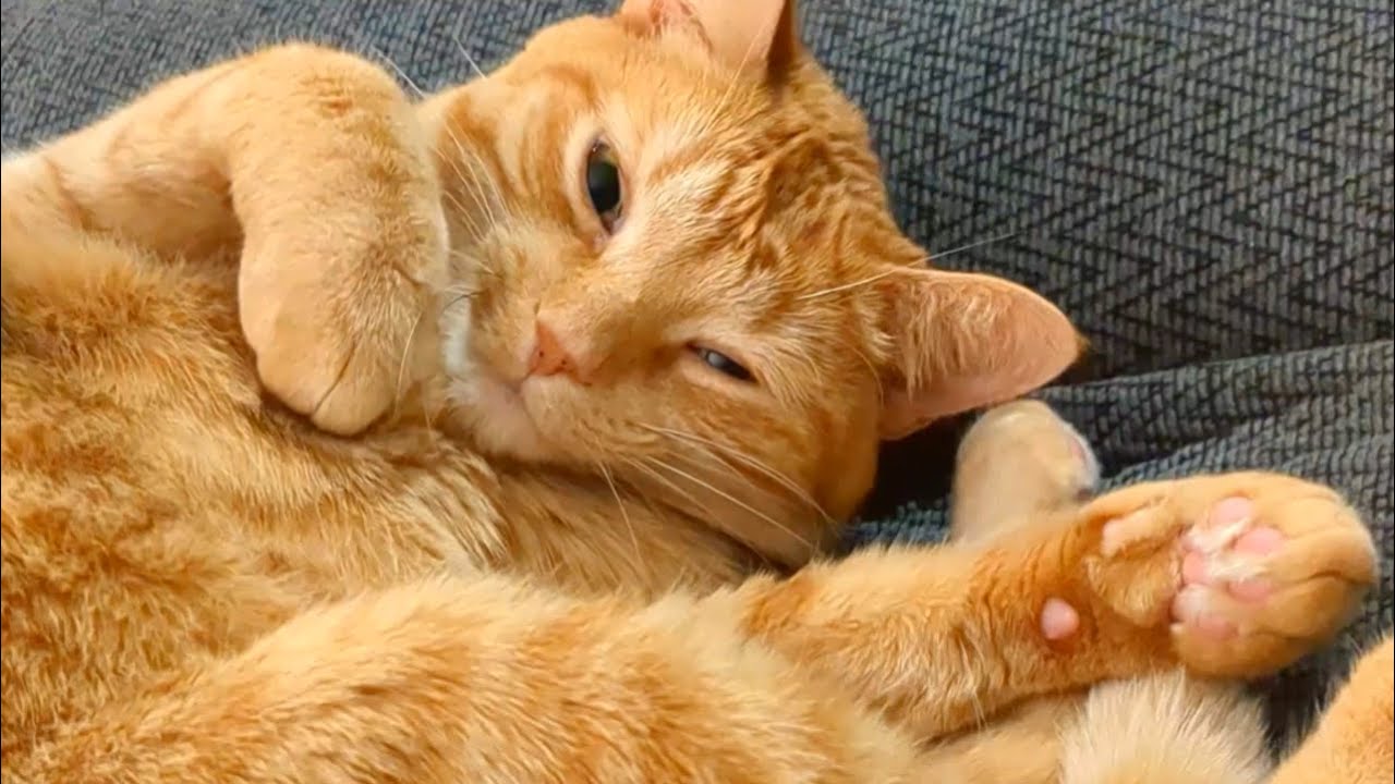 Human, my soft tummy is not meant for that purpose