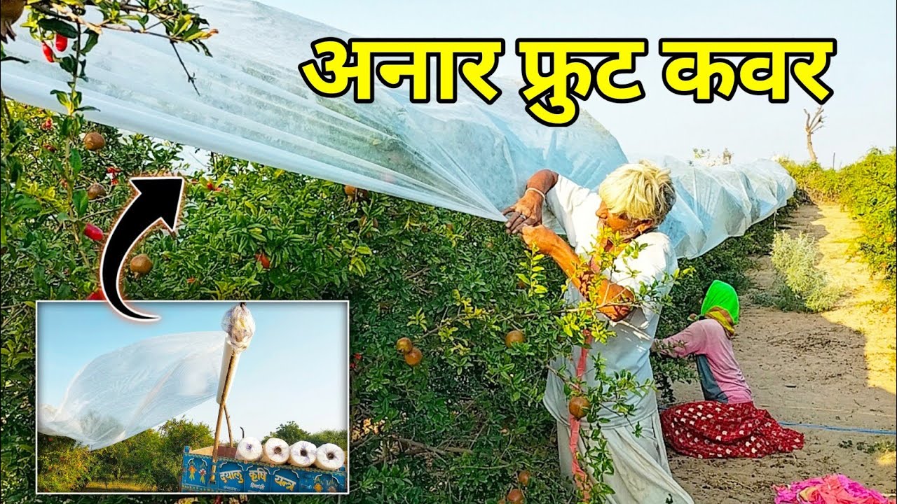#vlog अनार के पौधों पर फ्रुट कवर डालने का सही तरीका / पौधों पर फ्रुट कवर कैसे डालें ?