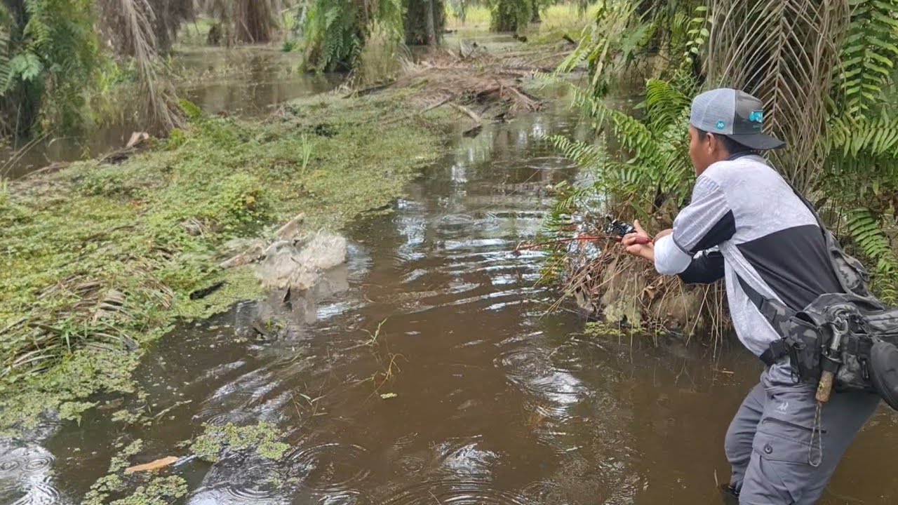 BERBURU IKAN GABUS BESAR SAAT MUSIM PENGHUJAN || PERJUNGAN PAK PETANI MENYELAMATKAN IKAN GABUS