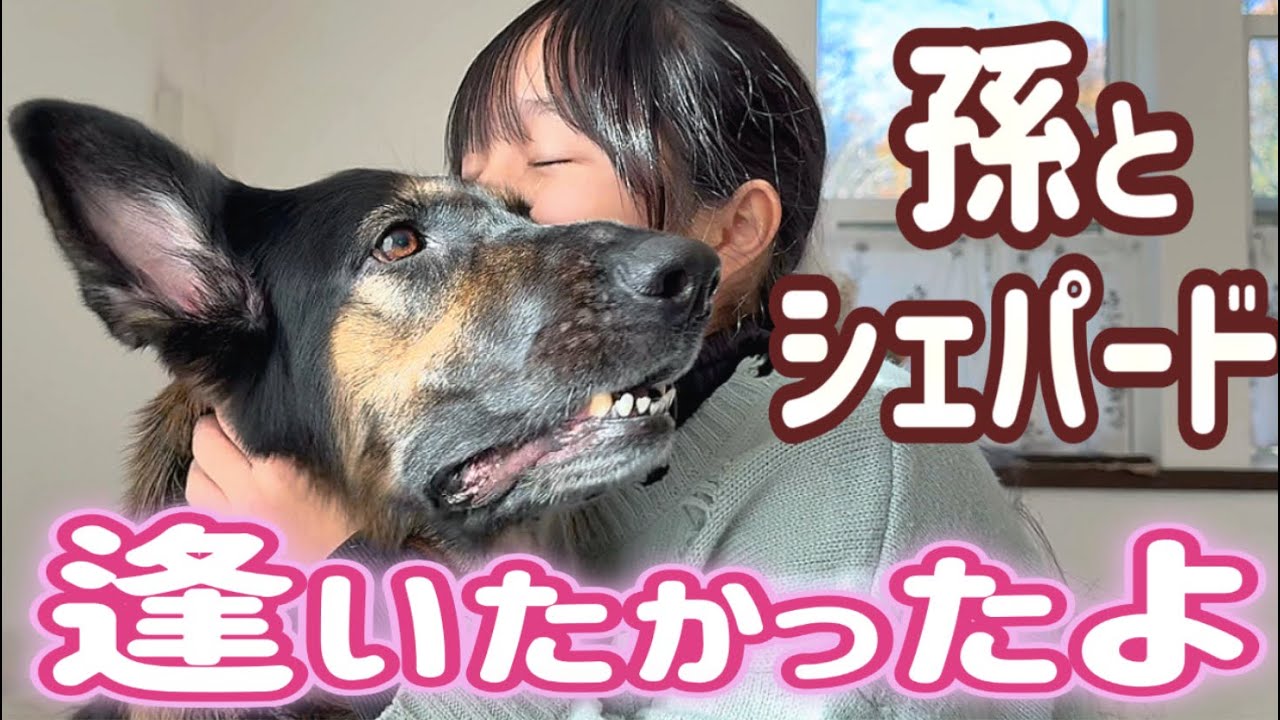 孫が来た❣️嬉しくて壊れたシェパードが面白すぎて笑いが止まりませんでした😂【ジャーマンシェパード】