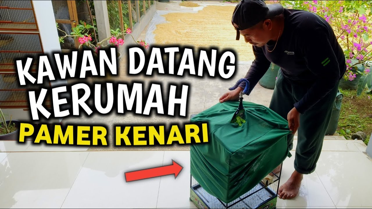 SOMBONG DITAWAR GAK DIKASIH‼️PUNYA BURUNG BAGUS DIUMPETIN MALAH RONTOK
