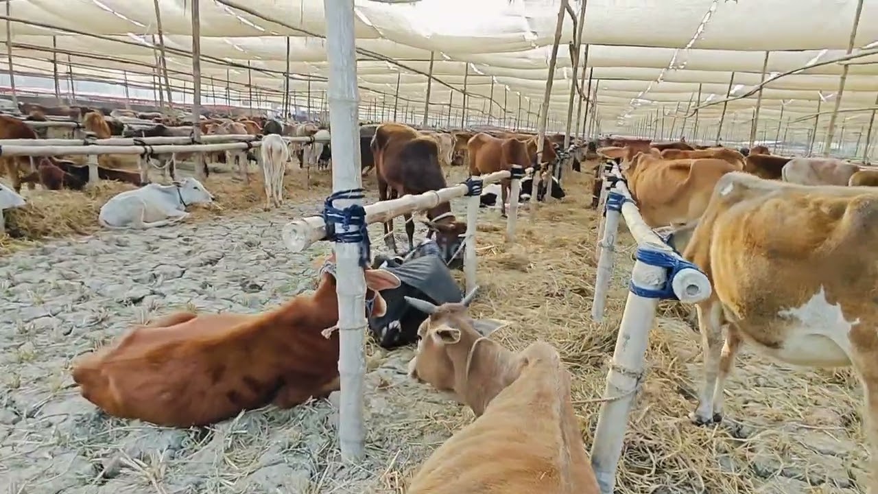 আটরশি দরবার শরীফের উরস শরীফের জিকির মুফতি মাওলানা আবিদ হাসান বুলবুলি 