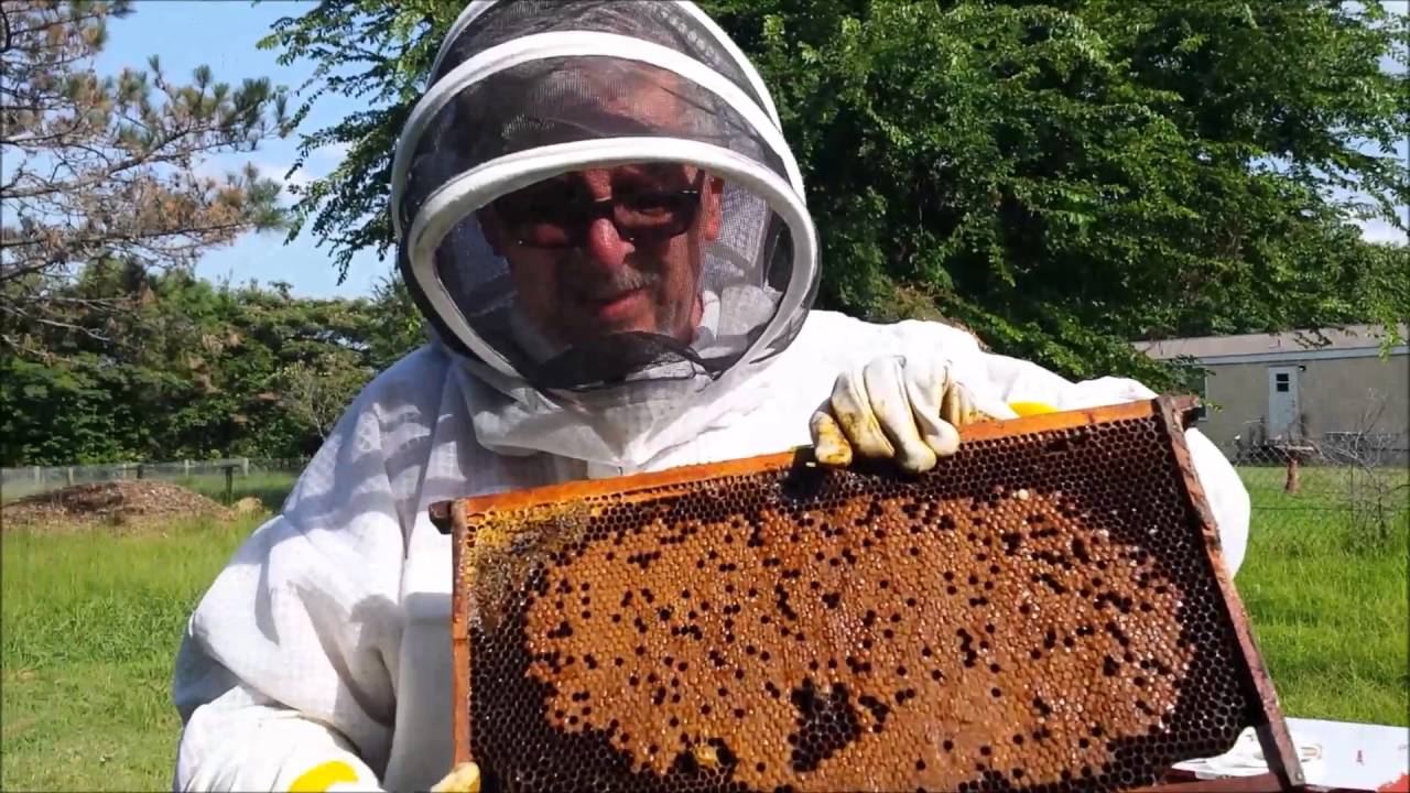 Adding brood frames to a weak hive to save the hive