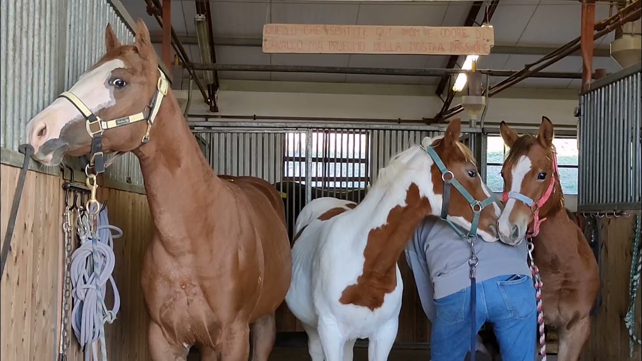 Paint Horse fillies                                                      PINA, ROMA & BARBARA