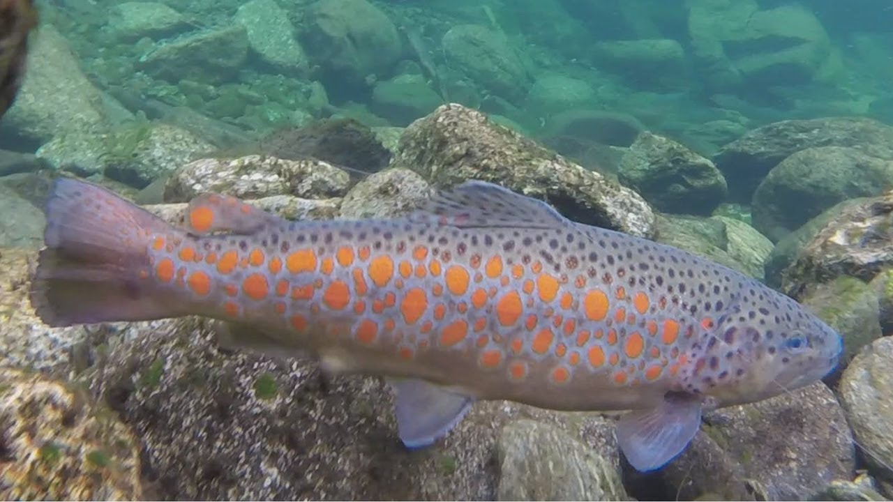 Rapture Lures - Spinning alla trota in alta Valsesia – I rotanti