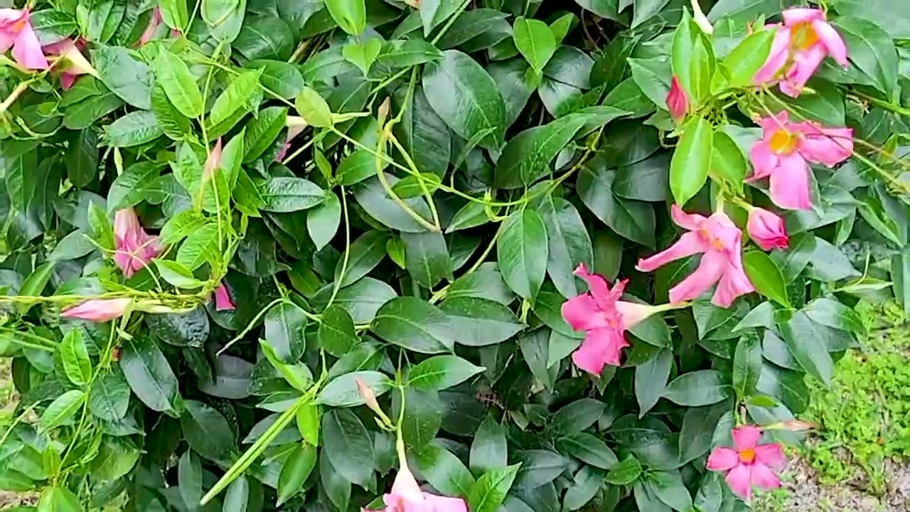 Mandevilla | Smelly FLower Guy