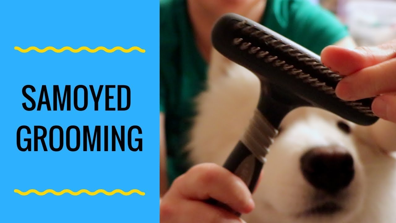 How to Groom a Samoyed Dog Part 1 (step by step)