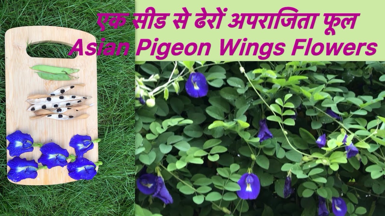 Grow Aparajita Blue Butterfly Pea plant free of cost | Asian Pigeon Wing Clitoria Ternatea |अपराजिता