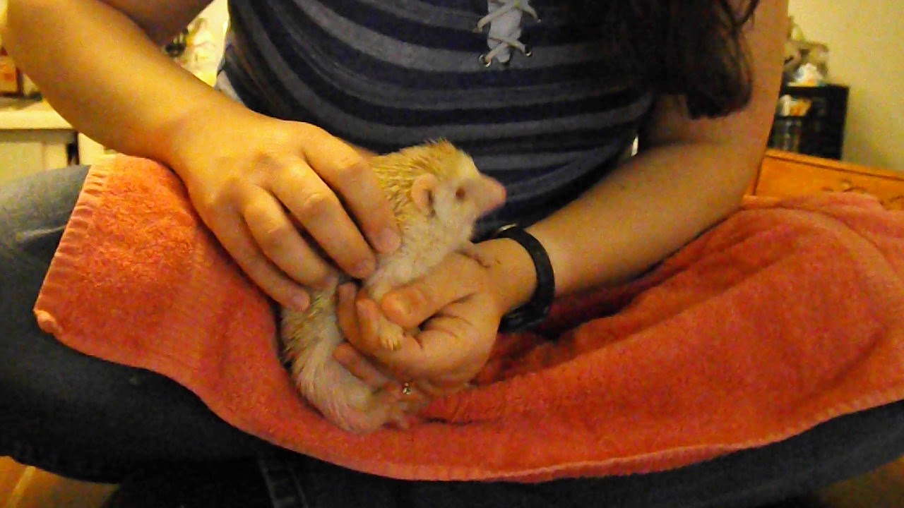 Comment couper les griffes d'un hérisson africain à ventre blanc