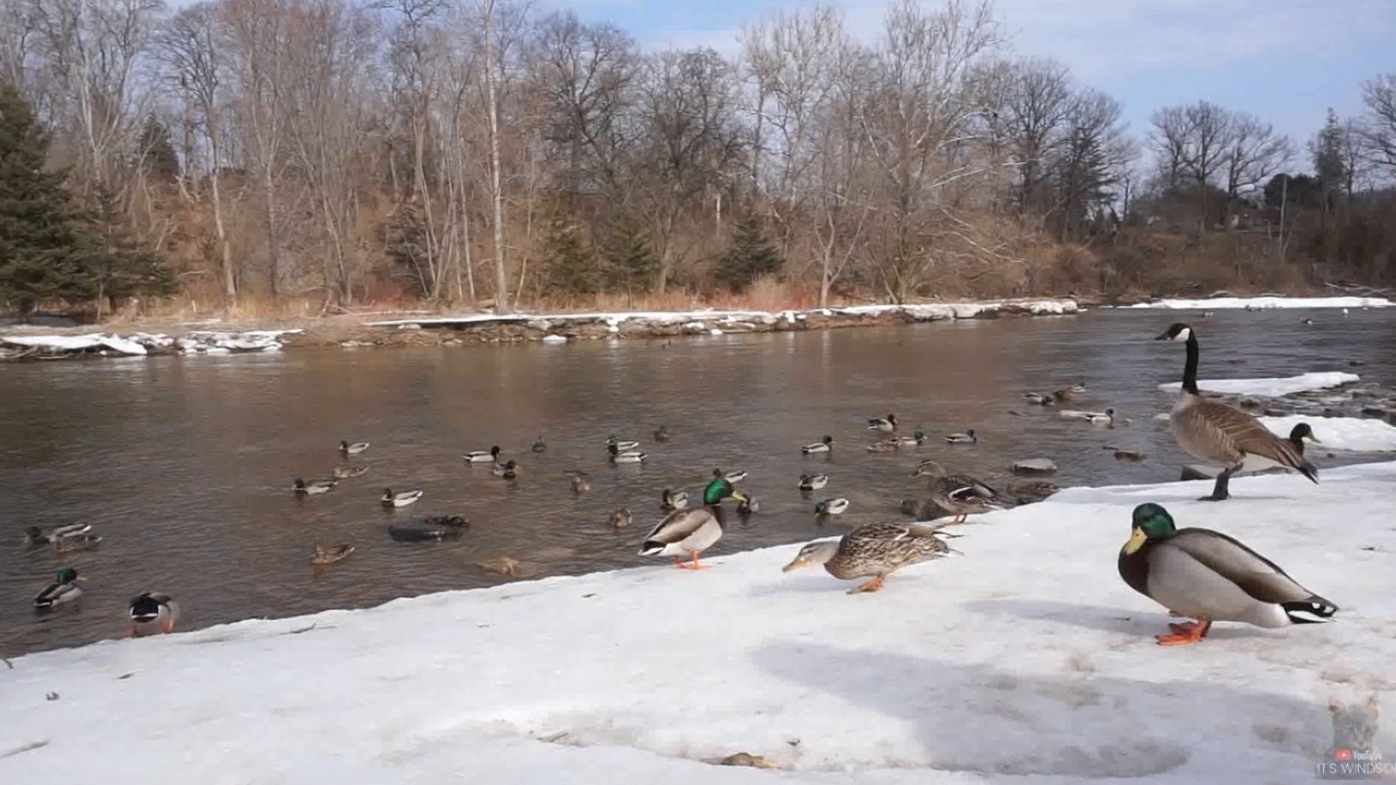 🦆❄️ Snowy River Bird TV for Cats & Dogs | Canada Geese & Mallards