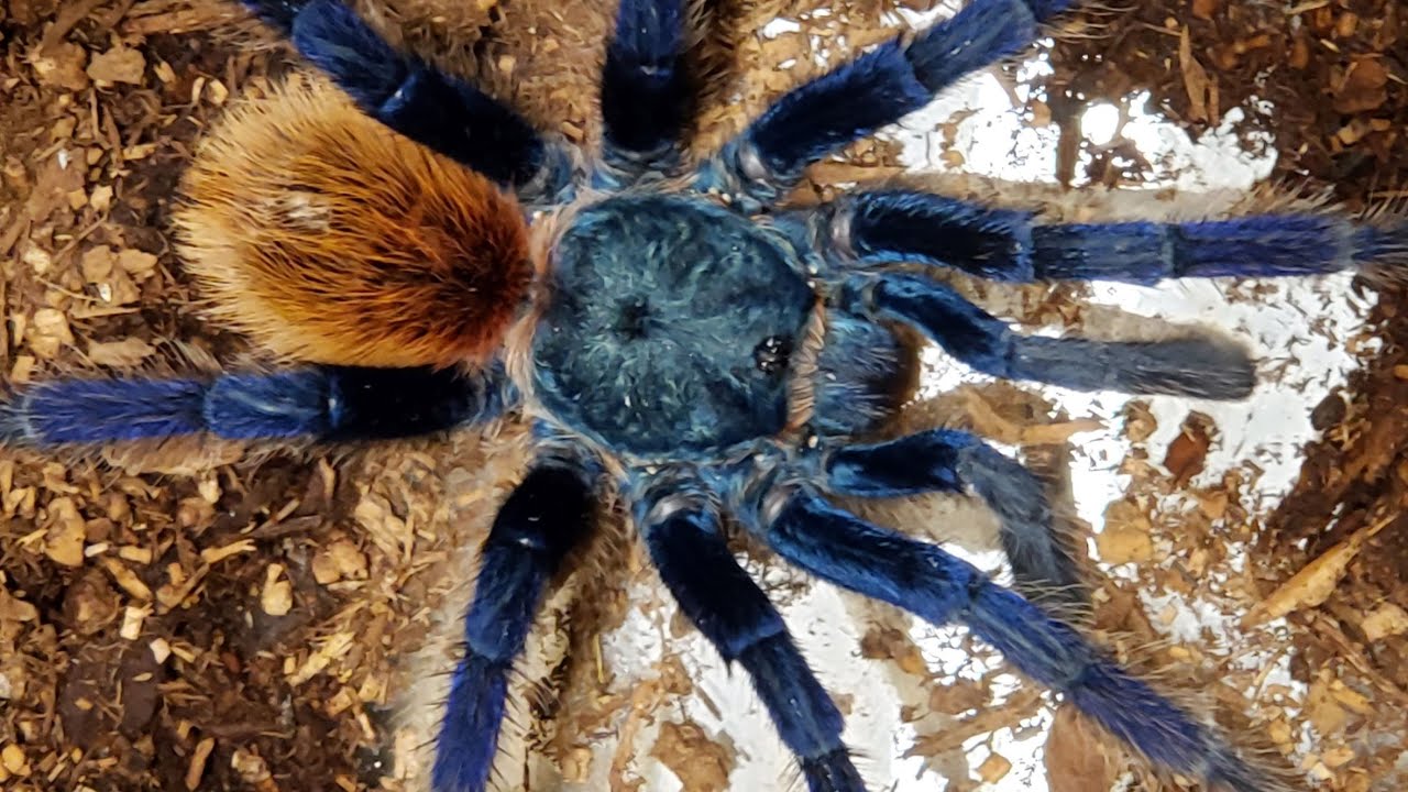 Arachnid Diversity - Eight-legged Diversity: Spiders and Their Kin