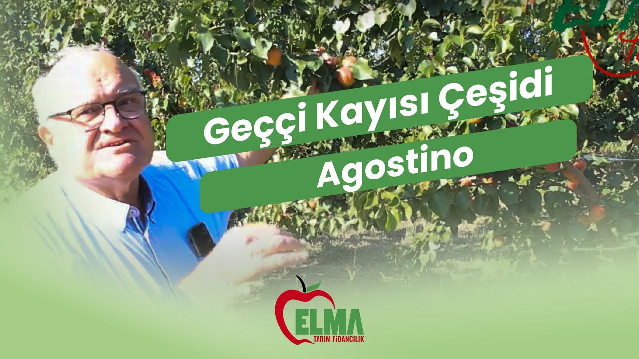 Elma Tarım Fidancılıktan Ağustos sonu hasat edilen geççi kayısı çeşidi AGOSTINO(ISLAHÇISI PSB)