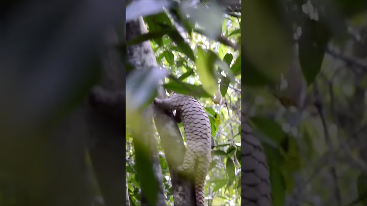 Trenggiling: Si Bola Besi yang malang 