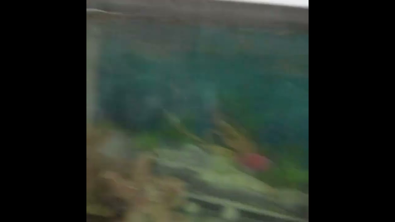 veetukum nallathu fish valarthal