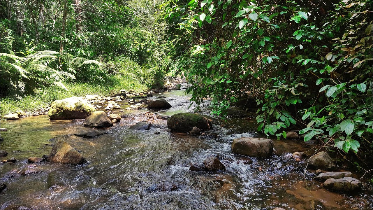 Goodbye Stress to Sleep Soundly with Calming Tropical River Stream in a Quiet, Leafy Forest