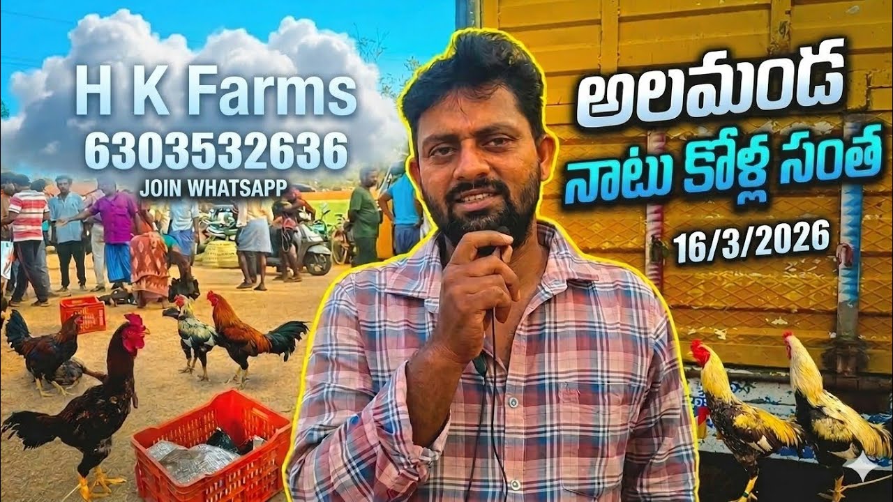 #అలమండ నాటు కోళ్ల సంత 16/3/2026 విజయనగరం జిల్లా join watsup 6303532636