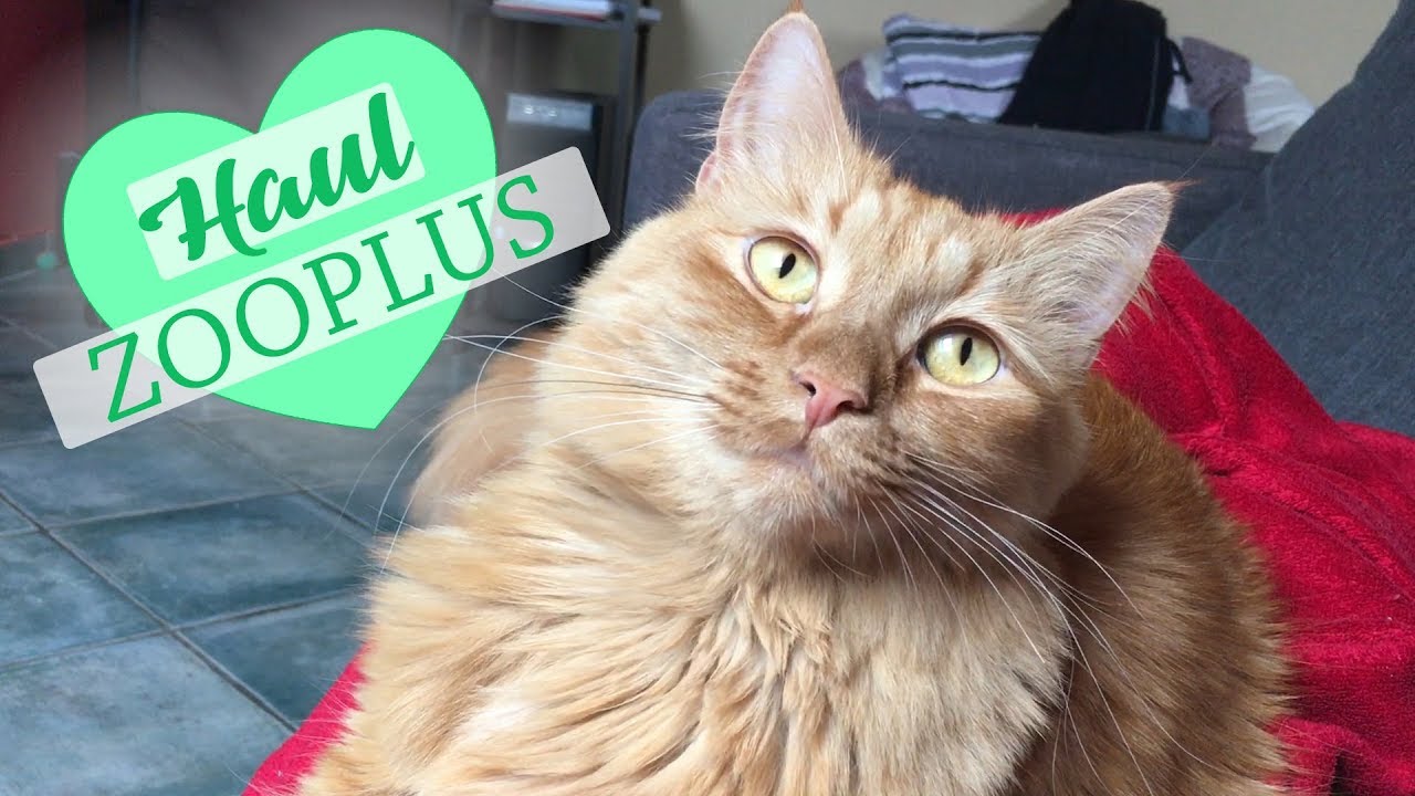 Cica Haul 2018 Február - Zooplus!