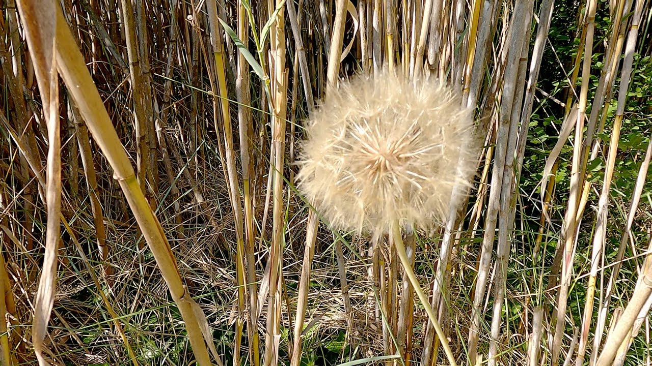 014 Camargue, réserve naturelle du marais de Vigueirat