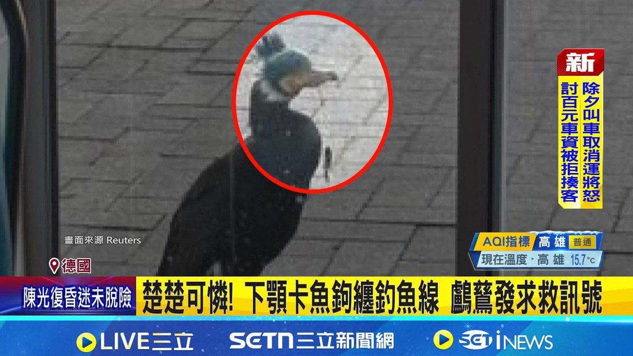 神奇! 海鳥鸕鶿負傷