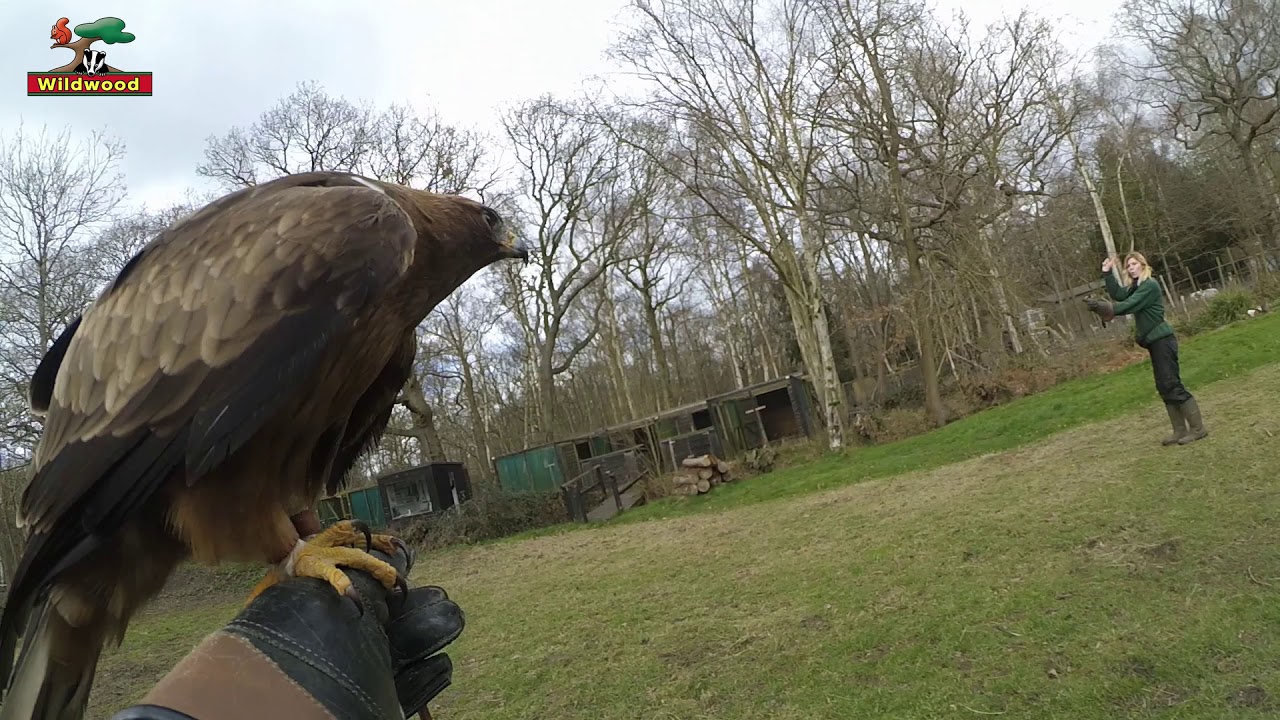 Birds of prey training