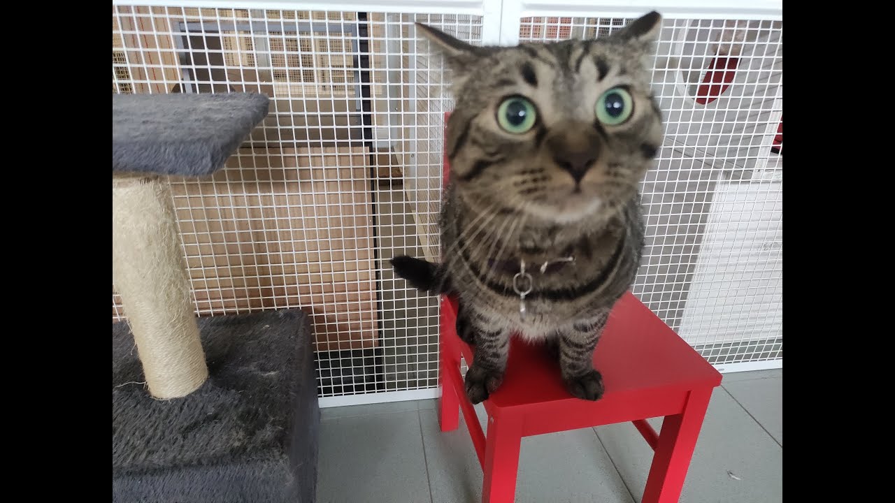 A Bergamo il primo hotel per gatti