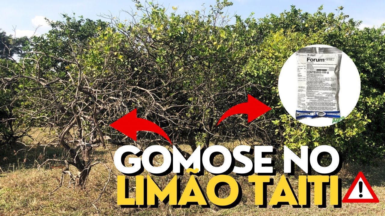 DOENÇA Gomose em Limão Taiti: Sintomas e Manejo para Produtores Comerciais