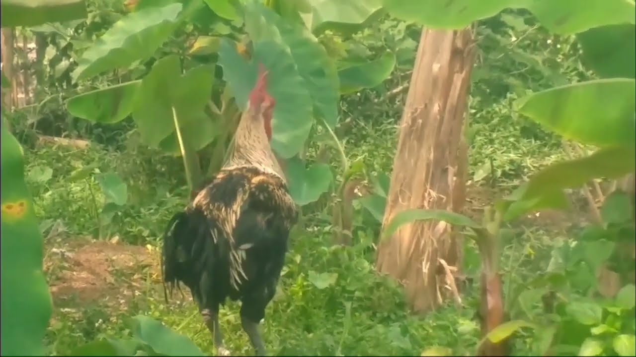 3.SAGARAINTAN VS RINDU ALAM (SUARA AYAM PELUNG JUARA )