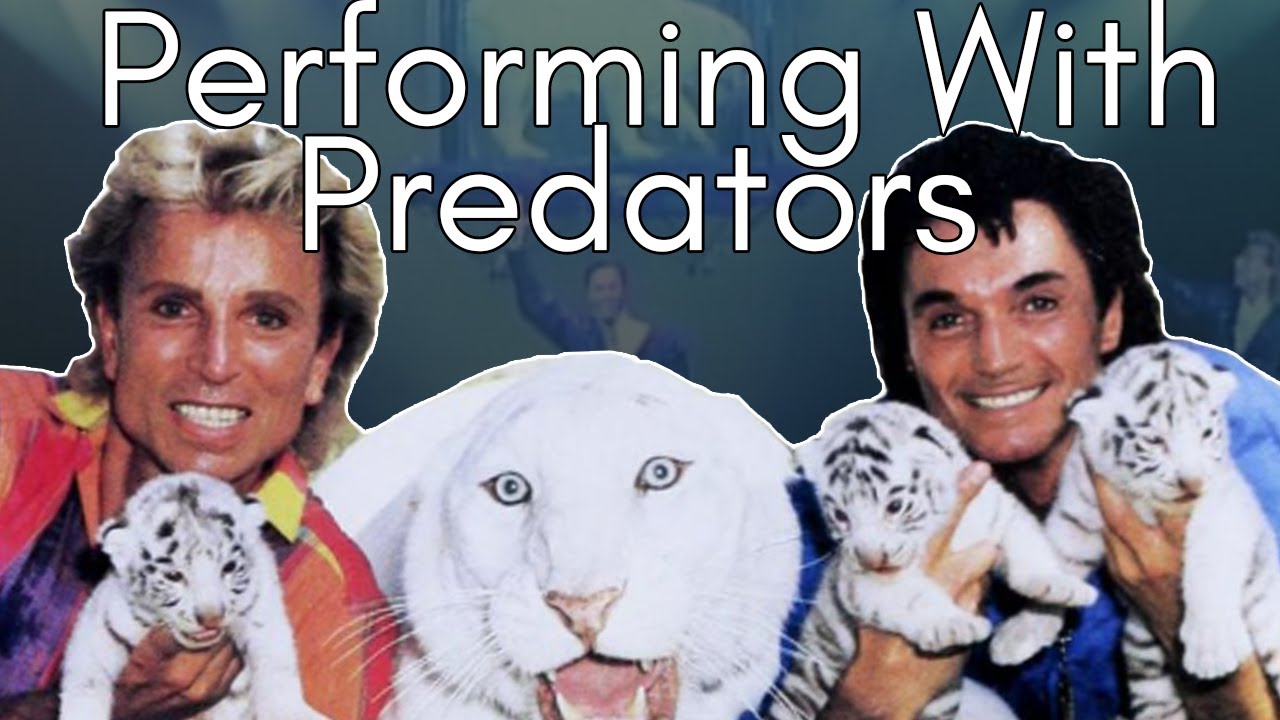 Siegfried and Roy Tiger Attack: When a Bond With a Big Cat Gets Broken