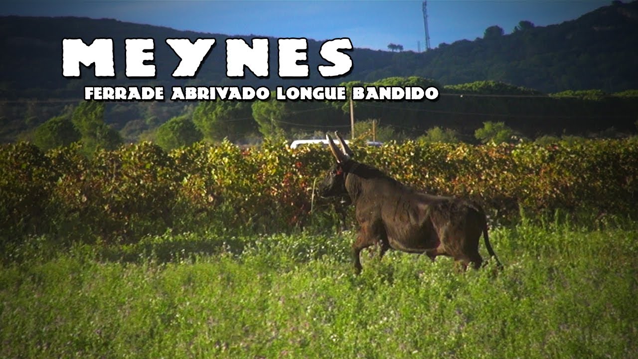 MEYNES Ferrade Abrivado Bandido 01-10-2022 🌞