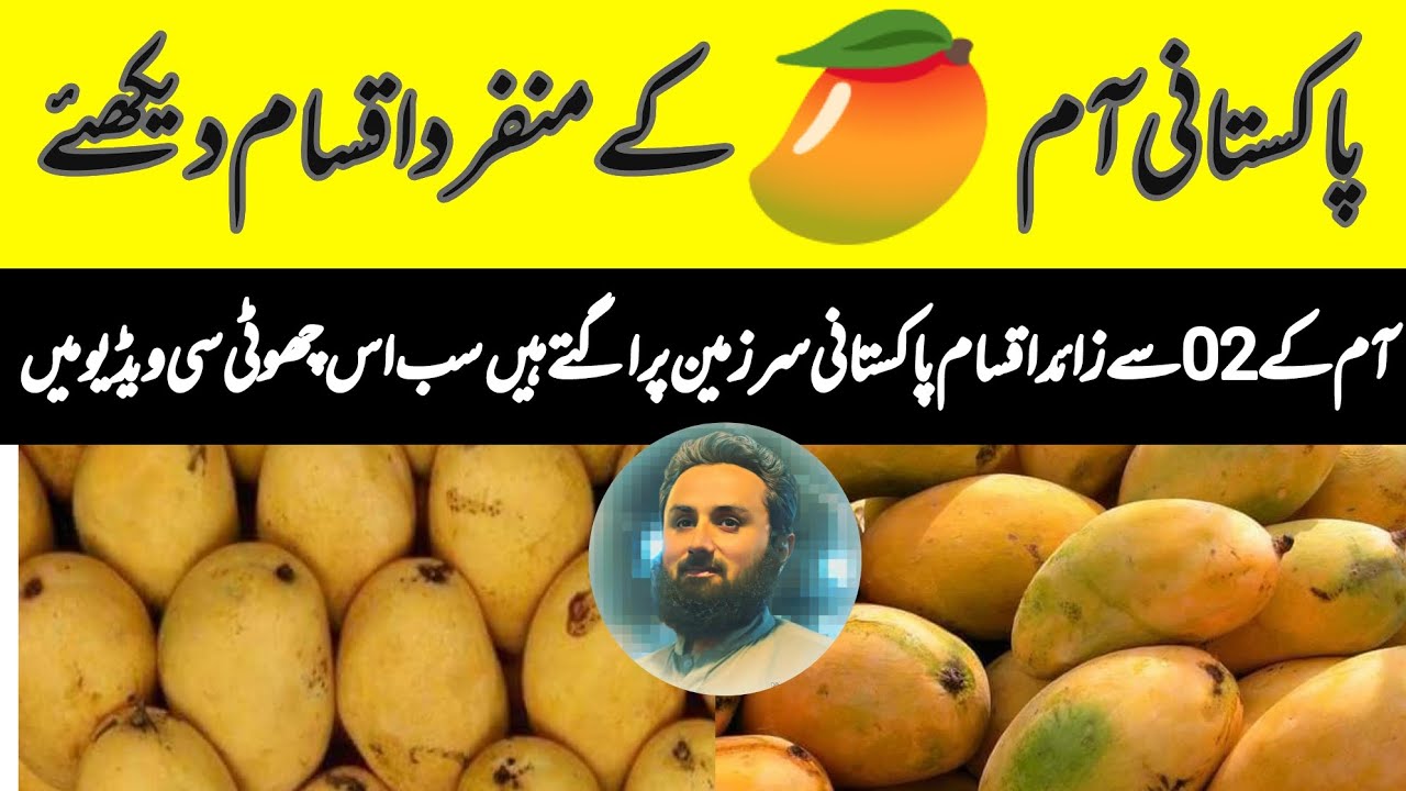 Mango | Pakistani Mango | Varieties of Pakistani Mango | Sindh and Panjab | Vegetables Market ISSB