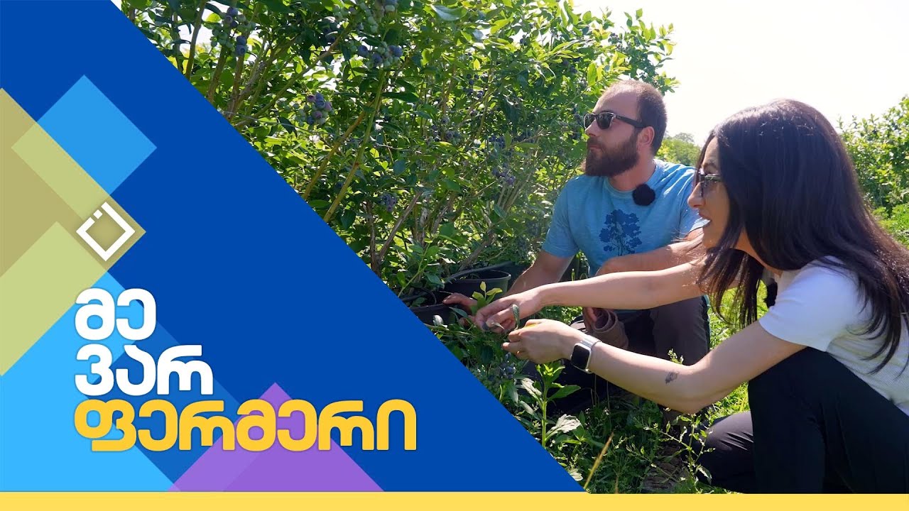 მოცვის ბაღი გურიაში | მე ვარ ფერმერი | 24.06.2025