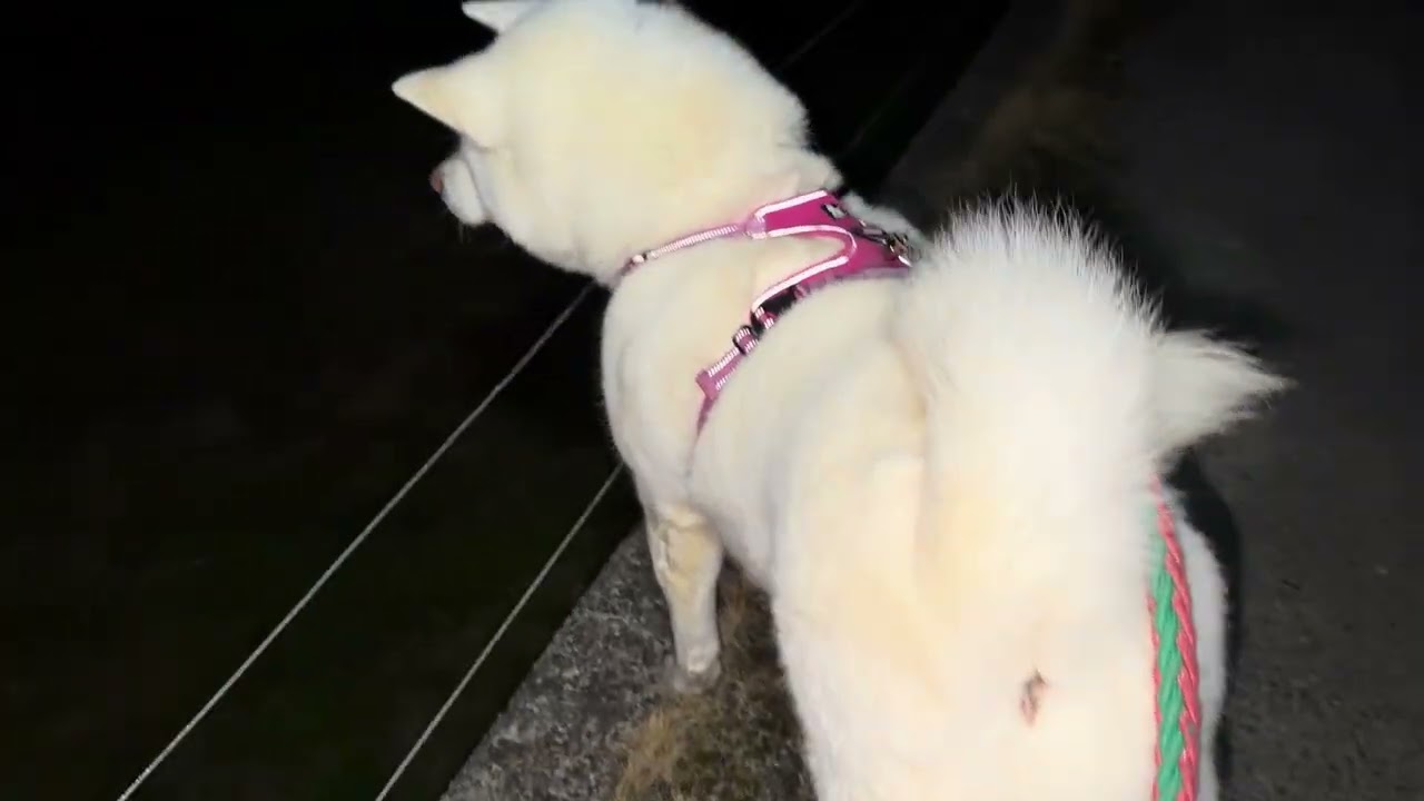 【今日のシロちゃん】我が家の秋田犬シロ(悠真)Akita 🐕２０２６年３月１６日朝散歩