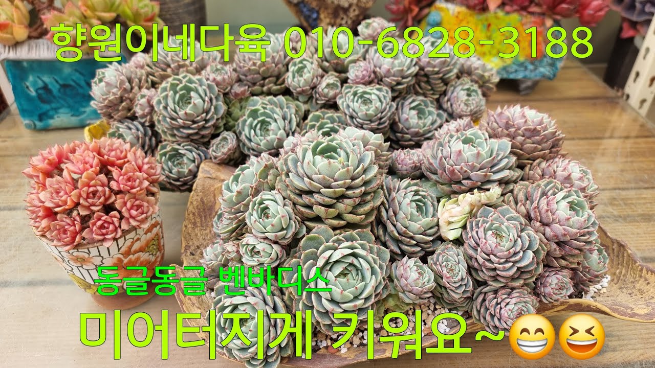 (26.2.20.금)💞판매완료 💞힐링하세요~😁😆