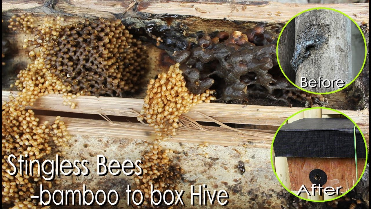 STINGLESS BEES (NATiVE BEES) -BAMBOO to BOX HiVE